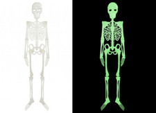 75cm Glow In The Dark Hanging Skeleton Prop Skull Halloween Party Decoration 