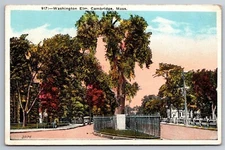 Washington Elm Old Car Dirt Road Grass Island Cambridge MassC1915 Postcard F21