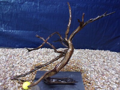 X-Large Driftwood Mounted on Slate 18''x20''x16'' Aquarium Reptile Natural Art
