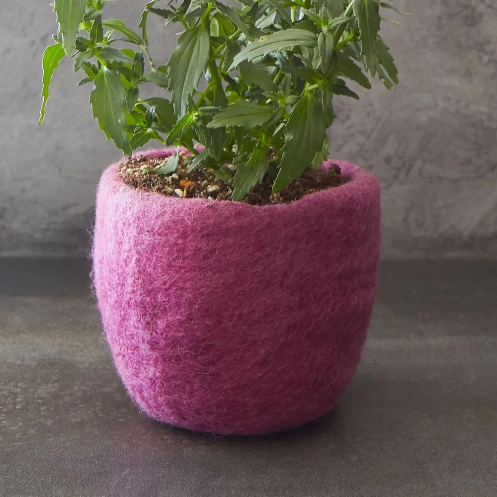 fig tree indoor plant Fiddle Leaf Fig Tree: Ficus lyrata - 14 inch pot main image 1