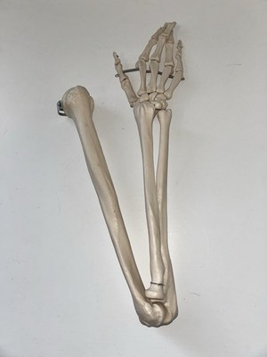Anatomical Human Arm and Hand Model with Articulated Joints for Education