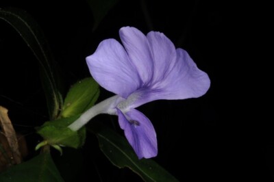 Stachelschweinblume - Barleria strigosa - 10+ Samen - Samen - Z 129