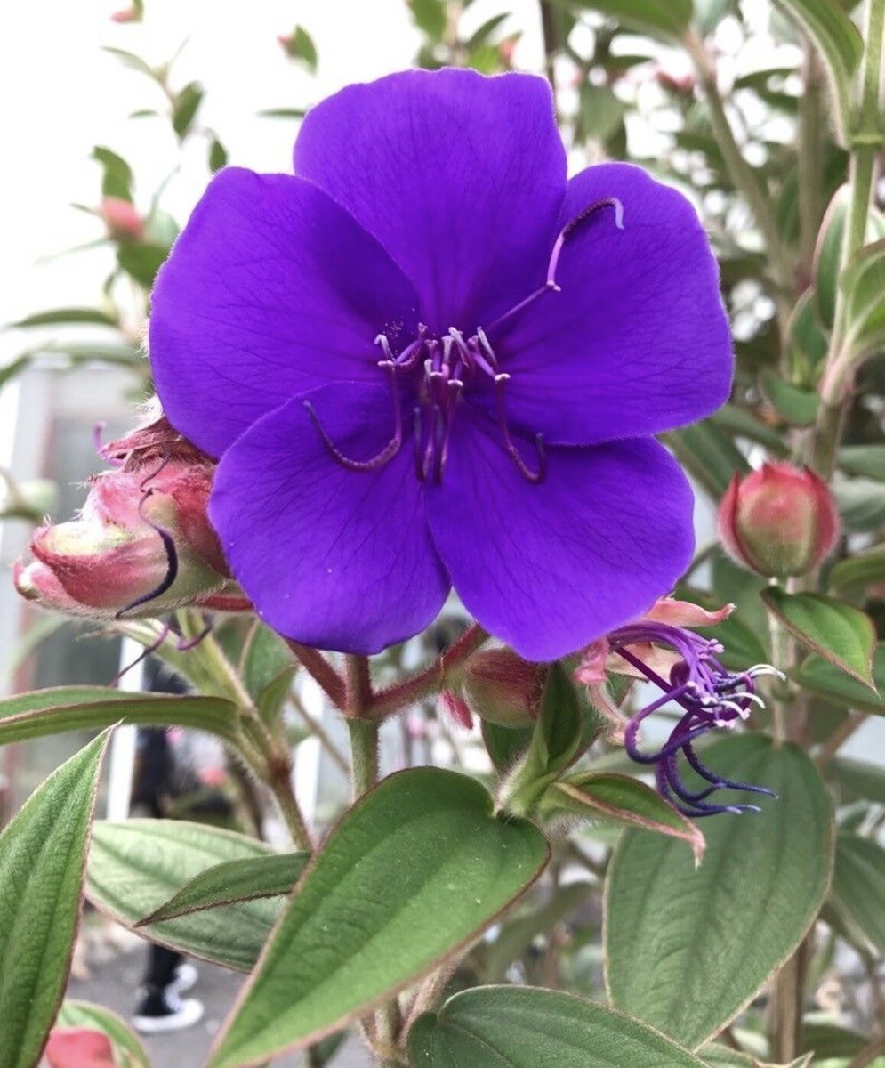 Princess Flower, Pleroma Urvilleanum, Tibouchina Urvilleana- 500 seeds  2026- USA | eBay
