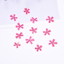 12PCS Real Pressed Dry flower, cherry flower for art, DIY craft FCD46