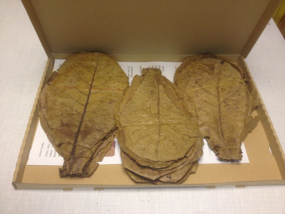 CATAPPA-LEAVES 60 Gr. Seemandelbaumblätter 18-22cm gesundes natürliches weiches Aquariumwasser