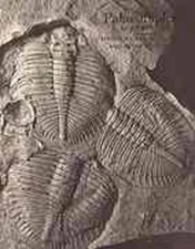 Palaeobiology: A Synthesis Paperback / softback Book The Fast Free Shipping