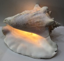 Vintage Conch Shell 9 Long Ready For A Light
