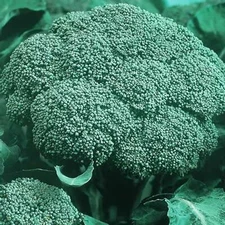 BROCCOLI Green Sprouting CALABRESE ORGANIC HEIRLOOM Pure Seed 500 Seeds