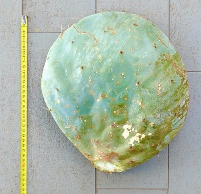Opuntia rotundifolia UNROOTED 33cm - Round-leaved prickly pear | Rotund prickly