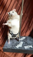 Ratón Taxidermia Bailarín Stripper Dinero Relleno Ratón Billete de Dólar Animal Taxidermia