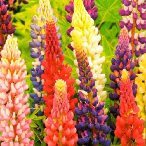 Staudenlupine Lupine winterhart mehrjährig Stauden Garten Blumen 60