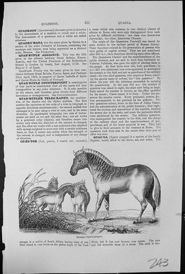 Antiker alter Druck Quagga Equus Gemeine Wachtel Coturnix Communis Kleingruppe