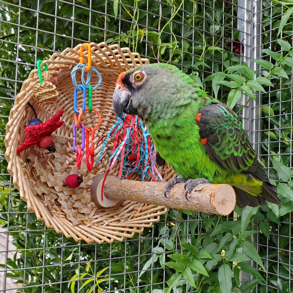 Busy Birdie Play Parrot Perch Natural Parrot Toy