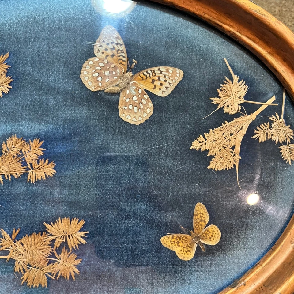 复古蝴蝶托盘椭圆形铜框蓝色天鹅绒标本剥制术装饰 — 第 2/4 张图片