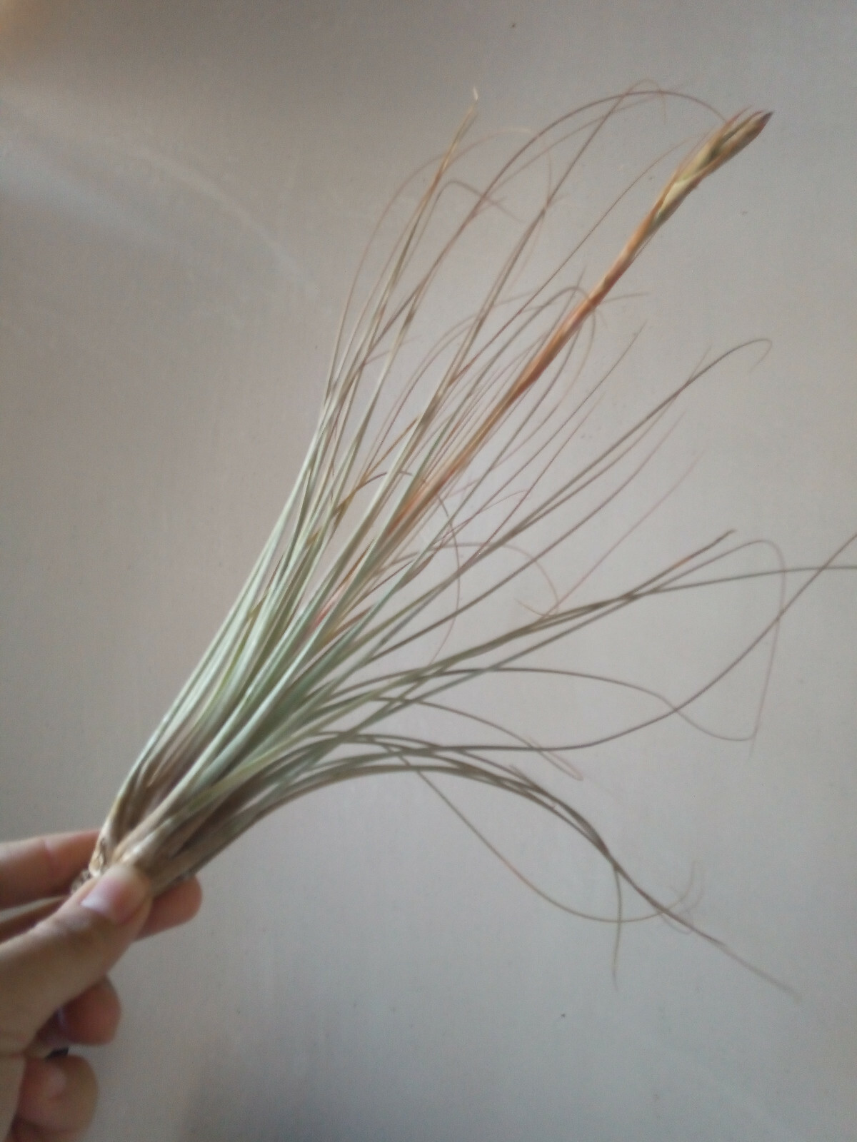 Tillandsia juncea plantas colección CLAVEL DE AIRE 20 cms aprox.