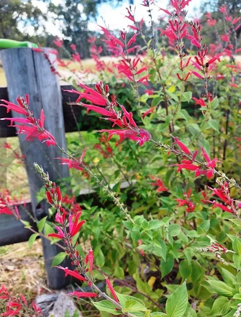 Salvia Pineapple Scarlet Sage Coccinea Live Plant Plug Fast Native Red Flower 🕊 - Image 2 of 4