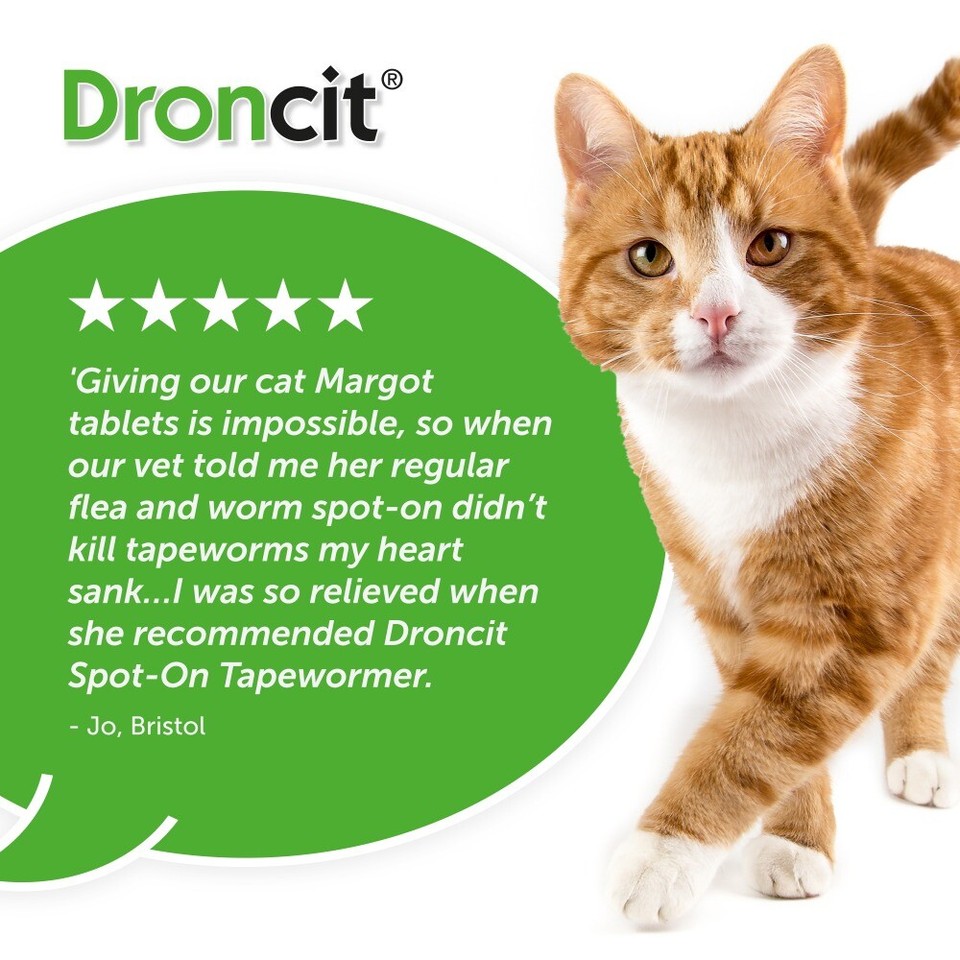 Droncit Spot On Wormer for Cats 4 Pipettes 4 Month Tapeworm Worming