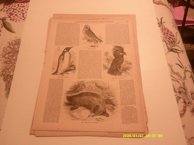 ANTIQUE  FULL PAGE,BALLOU'S DRAWING ROOMHAWK OWL, ARATOO, AUSTRALIAN ANTEATER