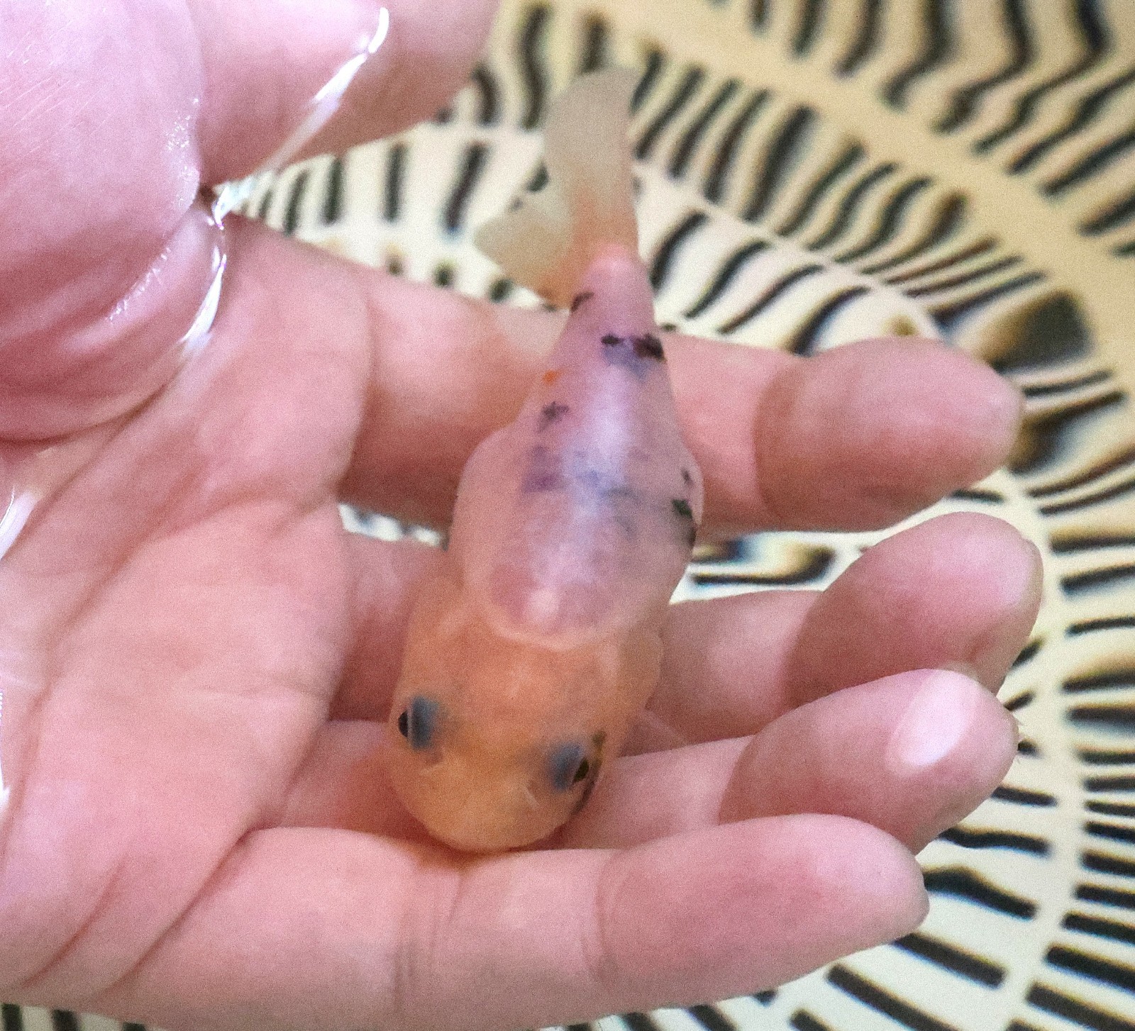 Live Fish Lot of 6 Ranchu Goldfish BEST DEAL