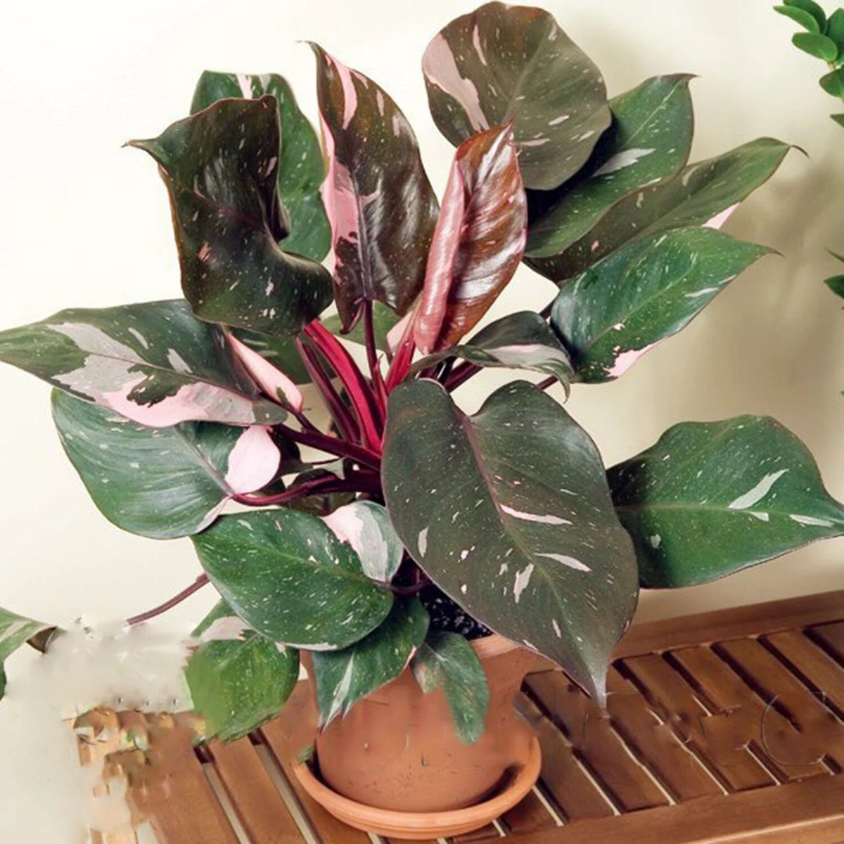 philodendron with long leaves Philodendron billietiae 6