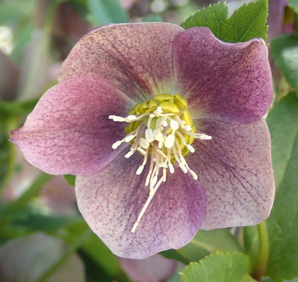 Helleborus purpurascens | Purple Hellebore | Rosa de Navidad | 5_Semillas Foto 4 de 4