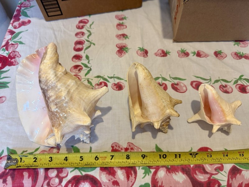 Lot Of 3 Conch Shells. Great Condition. See Photos.