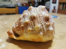 Grande Conchiglia  Naturale da collezione VINTAGE di mare Lunghezza 11 cm