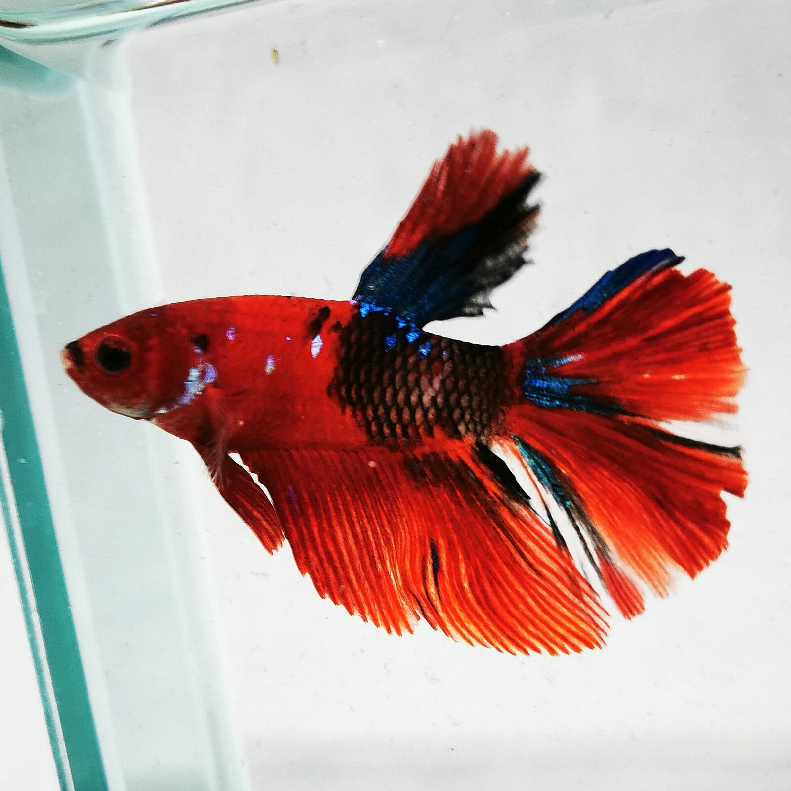 specialty betta fish