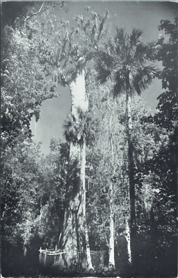 Postcard Florida's Big Tree (The Senator, Burned in 2012) Cypress 3500 yrs old