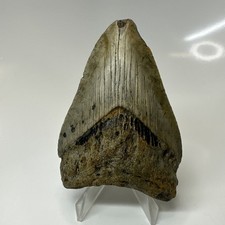 Megalodon Shark Tooth 3.59 Inch - Colorful - Carolina Fossil - Authentic 20502