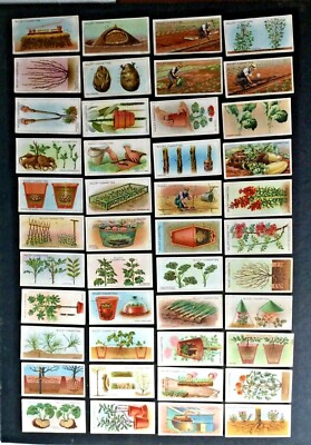 wills cigarette cards garden hints Gardening Hints Cigarette Cards 44 Of 50 Card Set Antique 1923 Wills UK