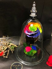 Belle Majestic Diamond By Endura Roses 100% Natural Preserved Last Upto Lifetime