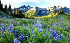 Landscape nature flowers spring mountains snowy mountain Custom Gaming Mat Desk