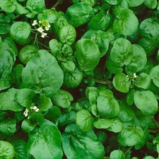 Watercress Cress Seeds  NON-GMO  Heirloom  Fresh Garden Seeds