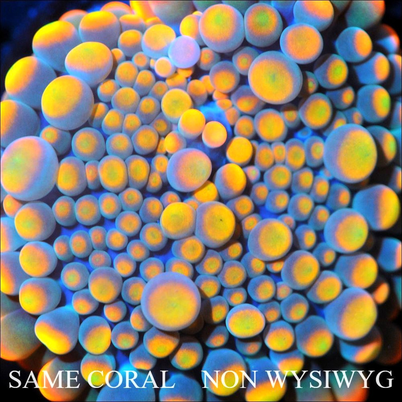 Corals of Eden ~ NON WYSIWYG Live Coral Frag ~ CB King Kong Bounce Mushroom .5''