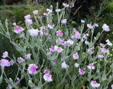 Lychnis occulata Hardy perennial 3 x 9cm pot plants
