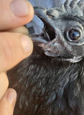 1+1 SOP Ayam Cemani Hatching Egg| Fast Free Shipping | OK NPIP Certified