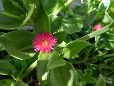 succulent in terrarium Succulent Garden Terrarium – De Young Flowers main image 1