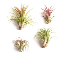 | Good Juju Tropical Tillandsia Air Plant Kit Hand Selected Variety 4 Pack