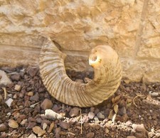 Big Ram Horn Shofar 18 - 20 Inches Very Curved   From Israel  