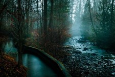 Landscape nature photography dark trees mist plants Custom Gaming Mat Desk