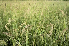 App 4500+ seeds Japanese Millet Forage crop ground cover Bird Seed