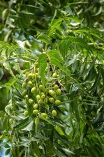 Neem Tree Seeds (10) – Azadirachta indica – Medicinal & Herbal Garden Plant