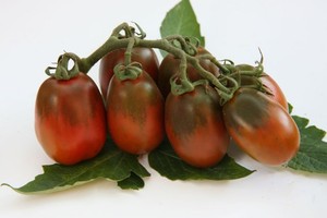 Tomate Samen schwarz Kaiser Dark Tomaten Bio Samen Ukraine 20 Samen D