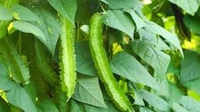 10-100 Winged Bean, Asparagus pea, Winged pea, Four Angled bean, Manila Dau Rong