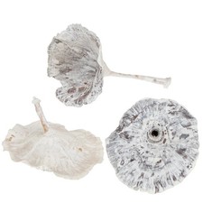 Kalix grzyb biały umyty 100 szt. - dekoracja do florystyki żałobnej i dekoracji jesiennych,