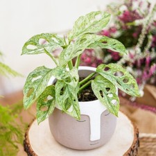 Variegated Monstera Adansonii European Mint 12 cm Pot, Rare Indoor House Plant