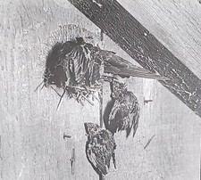 1906, Chimney Swift Birds, G.A. Bailey Photo, Magic Lantern Glass Slide