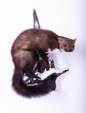 Taxidermy Marten Life-size Real Stuffed Wall mount Animal Mammal Home Decor