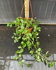 Hoya Krohniana Splash EXACT PLANT Shipped In 5" Hanging Basket
